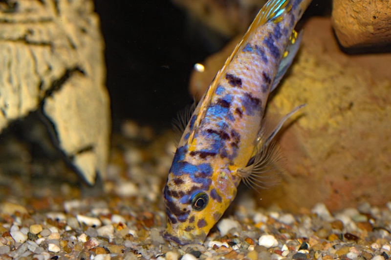 Maylandia fainzilberi 'Lundo Island'